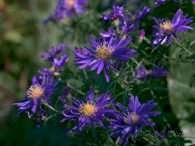 Aster Blaue Lagune.jpg - Aster Blaue Lagune